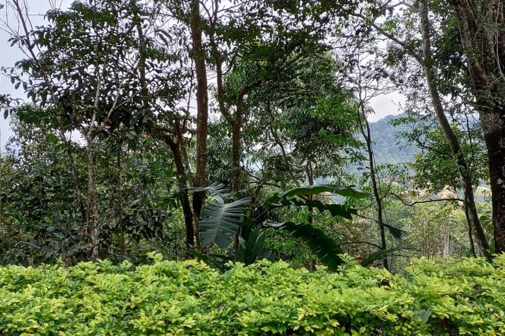 Coffee Camp Home Stay With Tree House Kattappana Екстер'єр фото