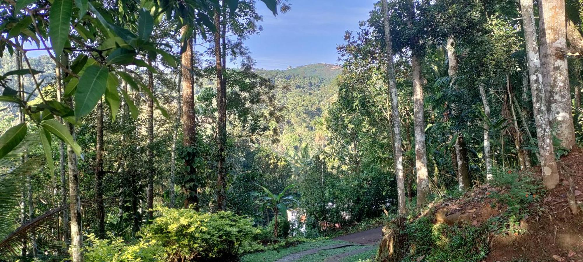 Coffee Camp Home Stay With Tree House Kattappana Екстер'єр фото